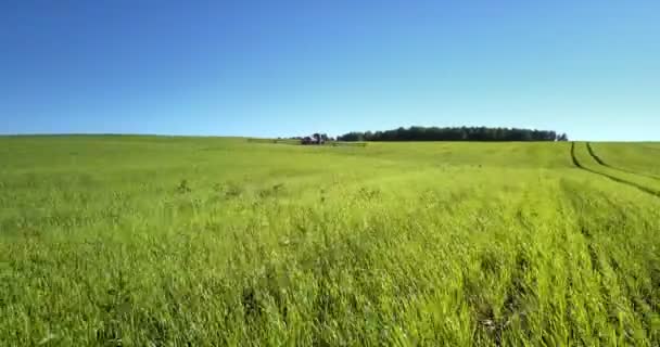 澄んだ青い空の下で農業機械深い跡に沿って緑の菜種の植物に近い高速無人飛行 — ストック動画