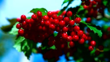 kırmızı çilek ve 'yeşil yaprakları ile rowan ağaç dalları
