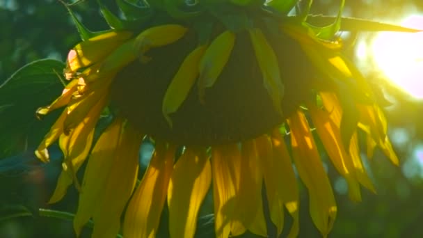 Schließen Ansicht Licht Wind Wellen Schöne Große Sonnenblumen Gelbe Blütenblätter — Stockvideo