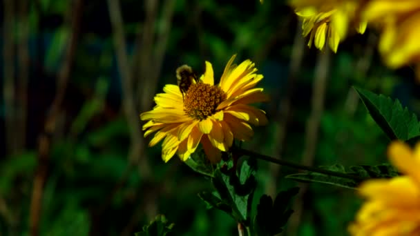 近視光風波美しい大きなヒマワリ黄色の花びらが緑の背景に太陽光で照らされる — ストック動画