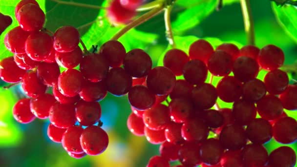 Rowan Tree Takken Met Rode Bessen Groene Bladeren — Stockvideo