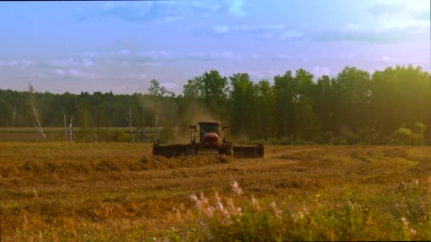 Tractor Oogst Veld Bij Zonsondergang — Stockvideo