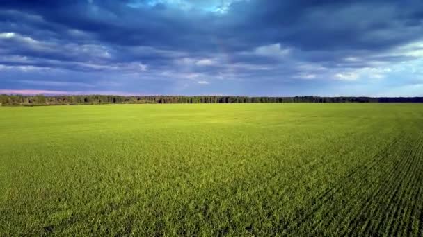 Panorama Aéreo Paisagem Pictórica Campo Trigo Verde Floresta Horizonte Contra — Vídeo de Stock