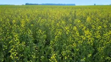 sarı tecavüz çiçekler uzak orman ufuk ve mavi gökyüzü karşı sahada yukarıda hareket kapatın