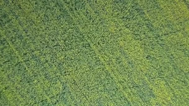 Drone Desce Lentamente Para Belo Campo Estupro Florescente Amarelo Câmera — Vídeo de Stock