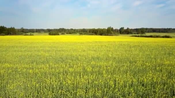 Oberlauf über riesiges blühendes Rapsfeld zum Wald — Stockvideo