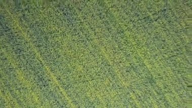 geniş yeşil buğday alanının üstündeki hava dikey hareket