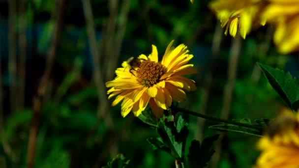 Primer plano abeja toma néctar de hermosa flor amarilla — Vídeos de Stock