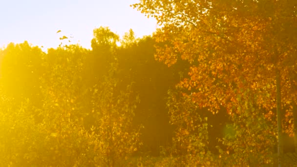 Raios de sol iluminar bétula dourada contra a floresta escura — Vídeo de Stock
