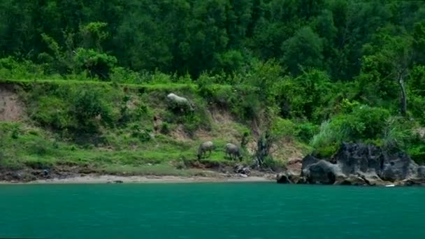 Vorbei an grünem Flussufer grasen Kühe auf der Wiese — Stockvideo