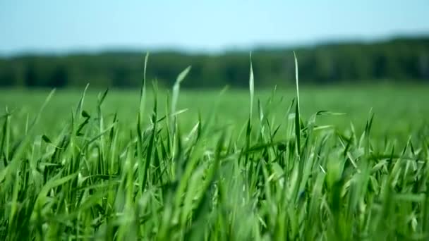 Vista próxima jovens talos de trigo verde fino contra a floresta — Vídeo de Stock