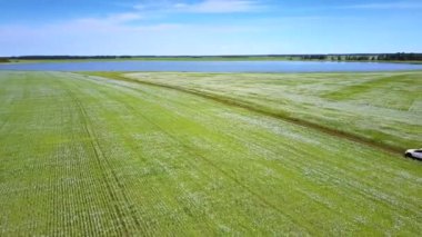 Buğday ile üst countryscape göl ve orman alanları