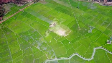 üst görünümü büyük pirinç ekimi ile küçük nehir
