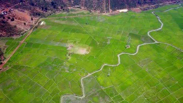 Vista aerea curve lungo fiume attraverso grandi piantagioni di riso — Video Stock