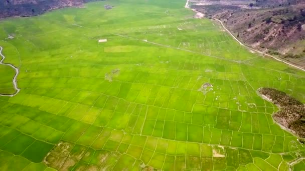 Aerial large rice fields situated between hills — Stock Video