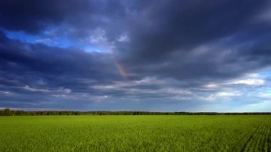 Buğday alan karanlık akşam gökyüzü altında yukarıda hareket kapatın