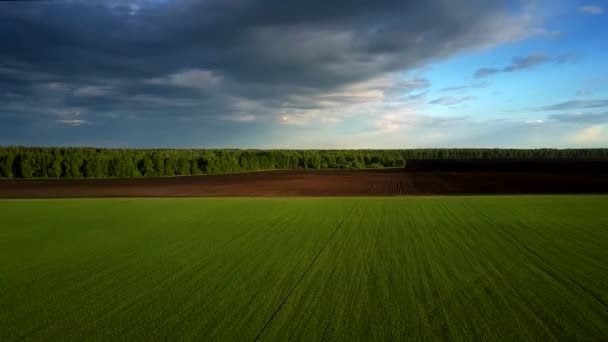Flight over green field above plowed field and forest — Stock Video