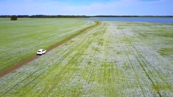 Luchtfoto beweging van de auto onder boekweit velden naar lake — Stockvideo