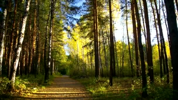 Красива березова алея в осінньому парку на заході сонця — стокове відео