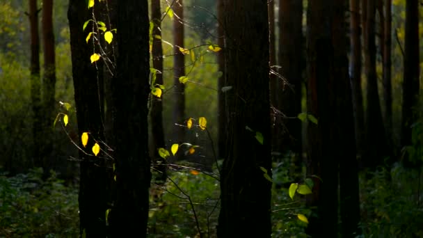 Vent vagues soleil lumières feuilles vives parmi les troncs d'arbres — Video