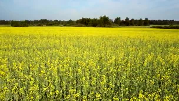 Beweging boven bloeiende verkrachting veld tegen bos — Stockvideo