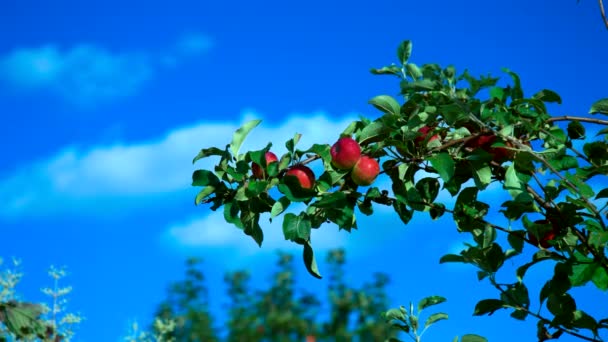 Lichte Wind Golven Mooie Rode Appels Aan Grote Tak Tegen — Stockvideo