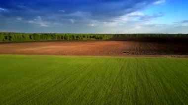 Bor satır ve orman yeşil alanından üst hareket 