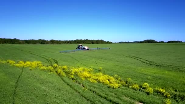 Amarelo florescendo tira planta e campo de aspersão trator com produtos químicos — Vídeo de Stock