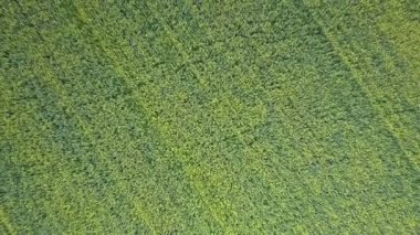 sınırsız yeşil buğday alanının üstündeki yavaş dikey uçuş