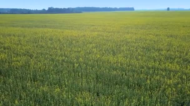 Flycam sobe acima do campo de estupro ilimitado por floresta distante — Vídeo de Stock