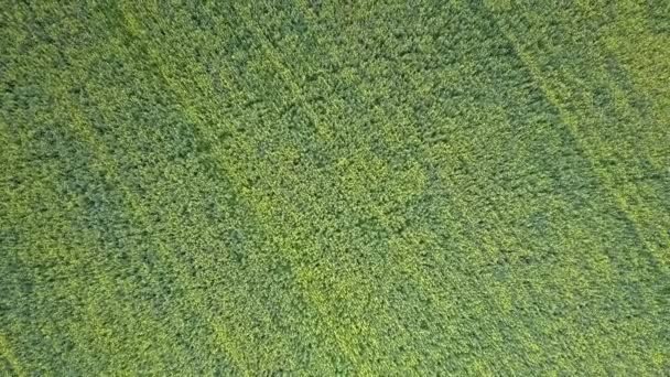Медленный вертикальный полет над безграничным зеленым пшеничным полем — стоковое видео
