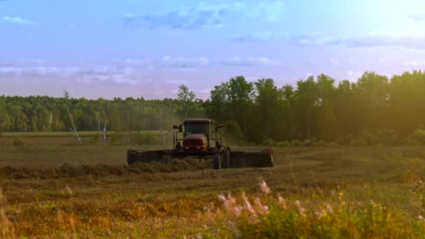 Wheel-and-finger rakes for straw form swathes at sunset — Stock Video