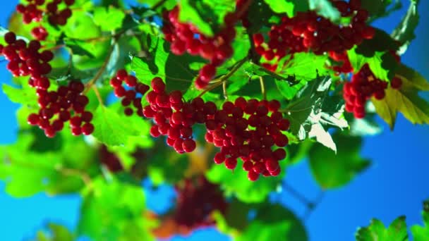 Grenar av röd viburnum bär mot blå himmel — Stockvideo