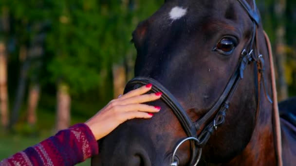 Крупный план красивая леди гладит лошадиное лицо рукой за лесом — стоковое видео