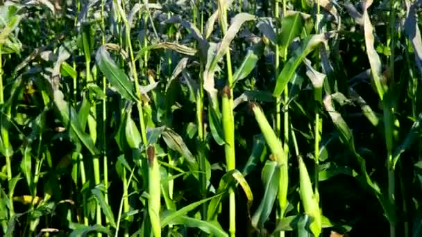 Viento sacude hojas de maíz tallos en el campo bajo la luz del sol — Vídeo de stock