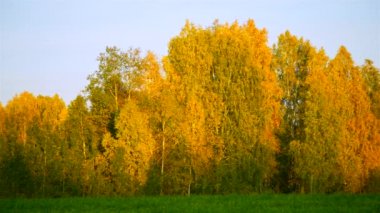 Altın huş grove günbatımı ışık gökyüzüne karşı