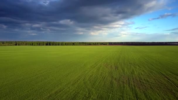 Птичий глаз полет в лес над зеленым пшеничным полем — стоковое видео
