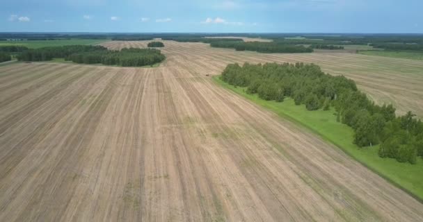 Kamera fliegt an abgeerntetem Feld vorbei am Wald mit Lichtungen — Stockvideo