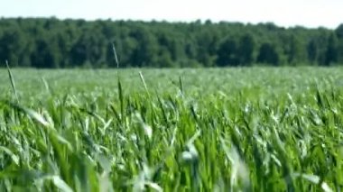 rüzgarla sallayarak alan görünüm genç yeşil buğday sapları