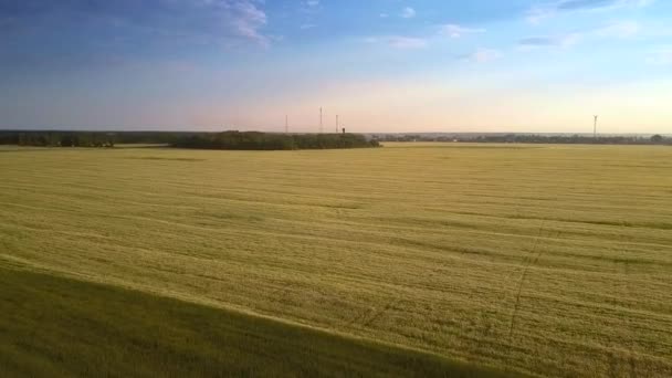 Bovenste motie over gele veld naar bos onder picturale hemel — Stockvideo