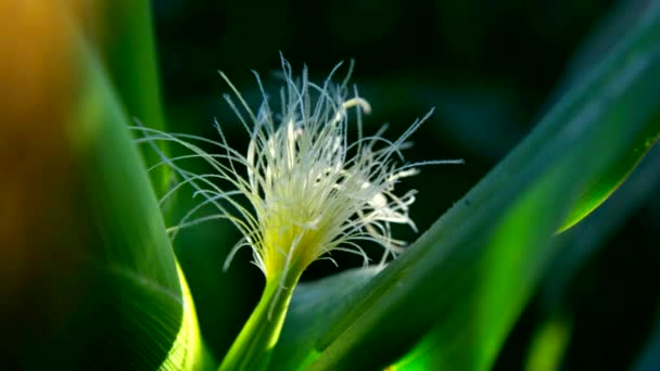 Macro glanzende draad-achtige zwakke maïskolf vezels in zonlicht — Stockvideo