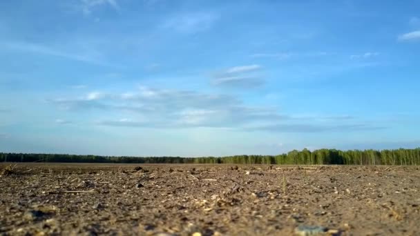 Großes Feld mit gepflügter brauner Erde unter blauem Himmel — Stockvideo