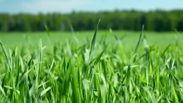 Closeup vítr třese mladých stonků svěží zelená pšenice — Stock video