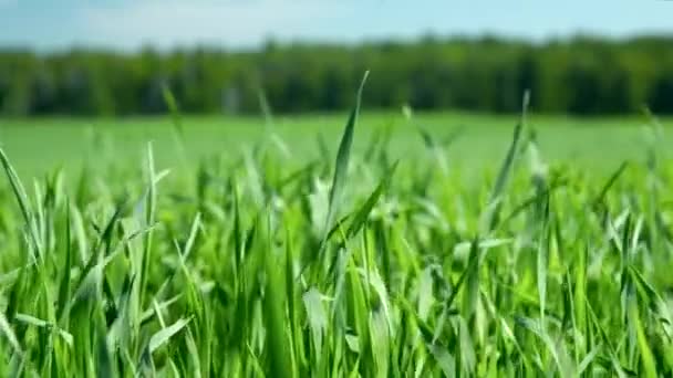 Nahaufnahme Wind schüttelt junge saftig grüne Weizenstämme — Stockvideo