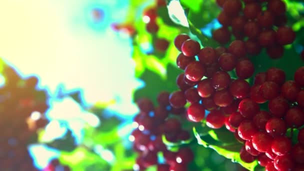 Motion from bright background to red viburnum bunch — Stock Video