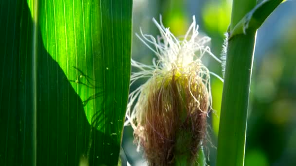 Macro luz solar ilumina las fibras marrones mazorca de maíz en el día soleado — Vídeo de stock
