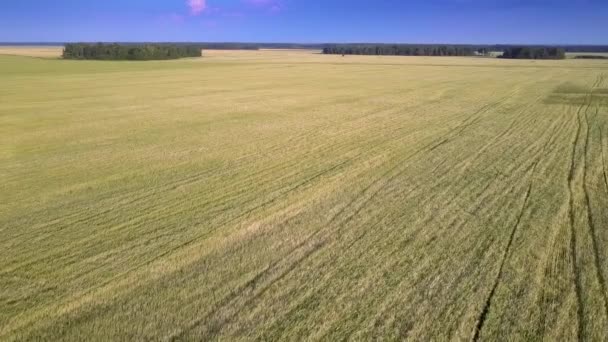 Drone desciende sobre campo amarillo al bosque bajo cielo azul — Vídeo de stock