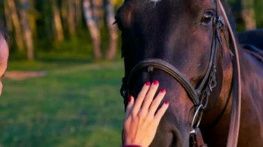 makro güzel bayan ile kırmızı manikür kontur kahverengi at yüz eller ve hayvan hala çim karşı akşamları duruyor.