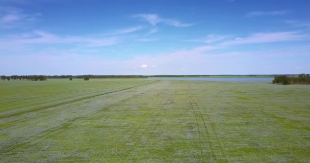 Vuelo del ojo de pájaro sobre el floreciente campo de trigo sarraceno al lago — Vídeos de Stock