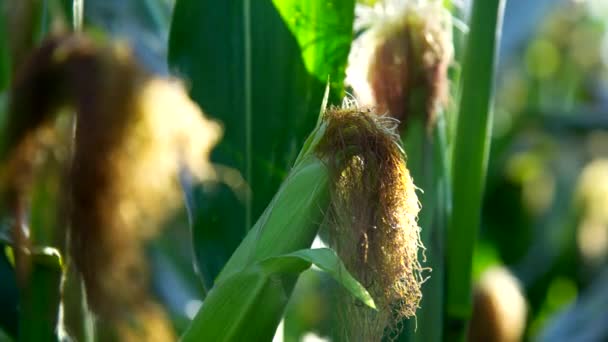 Primer Plano Viento Olas Hojas Mazorcas Maíz Con Fibras Marrones — Vídeos de Stock